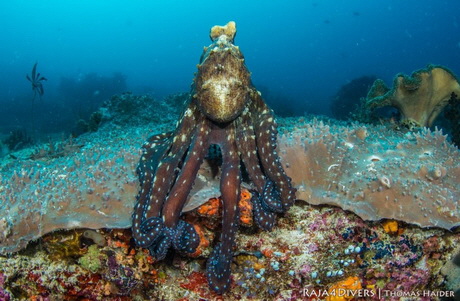 Thomas_Haider_Octopus